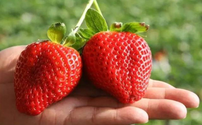 大草莓是打了激素吗