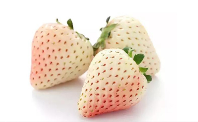 草莓是白色的是不是没熟