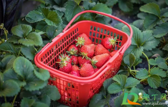 草莓|草莓表面粘粘的是喷的什么吗