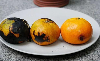 为什么吃烤橘子拉肚子