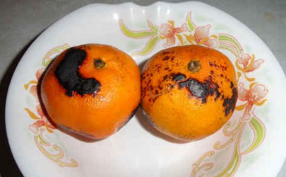 烤橘子和烤橙子的区别