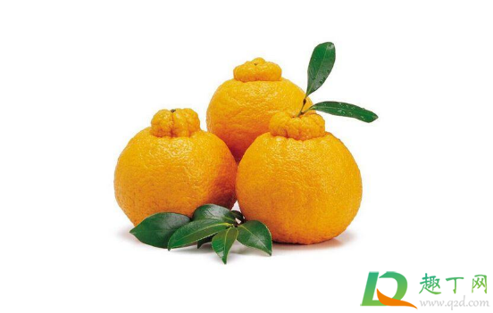 粑粑柑是橘子还是橙子2