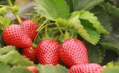 草莓怎么才算缓苗成功