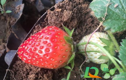 草莓为什么不在夏天种3