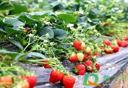 草莓为什么不在夏天种2