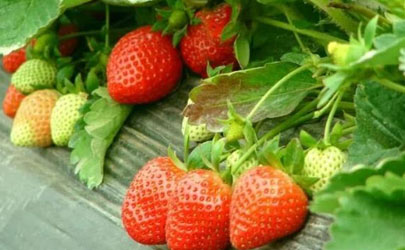 草莓为什么不在夏天种