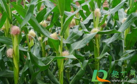 玉米出穗下雨对产量有影响吗3
