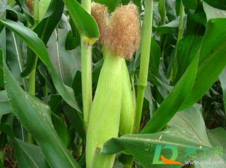 玉米出穗下雨对产量有影响吗1