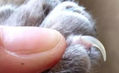 猫咪指甲裂开能自愈吗