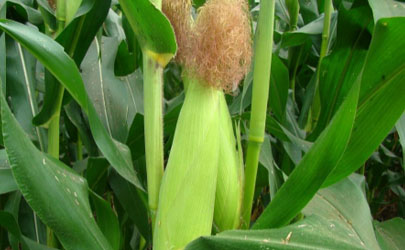 玉米出穗下雨对产量有影响吗