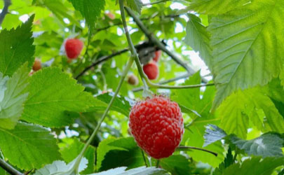 家养树莓怎么种植