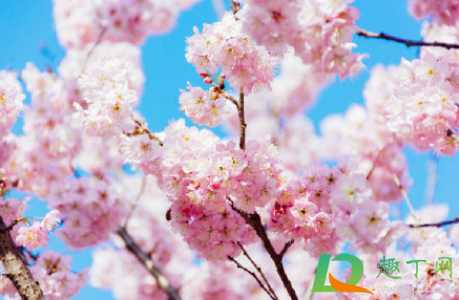 2021年3月份能去武汉大学看樱花吗2