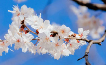 2021年3月份能去武汉大学看樱花吗