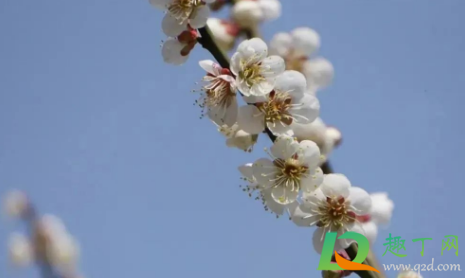 2021清明节去武汉还能看到樱花吗3