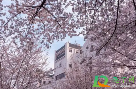 2021清明节去武汉还能看到樱花吗2
