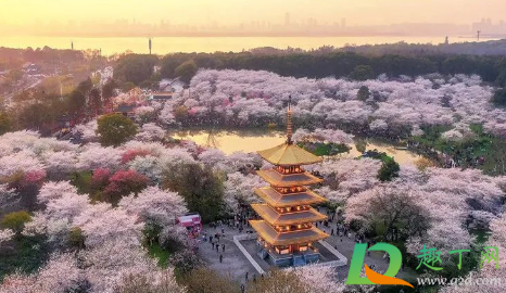 2021清明节去武汉还能看到樱花吗1