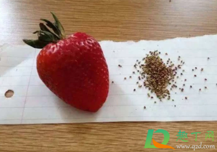 草莓种子可以种出草莓吗2