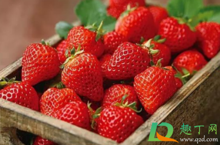 草莓种子可以种出草莓吗3