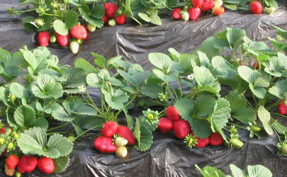 草莓种子当年能结草莓吗