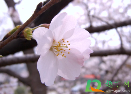 武汉大学樱花要预约吗20213