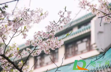 武汉大学樱花要预约吗20214