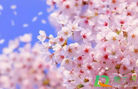 武汉黄塘湖公园樱花3月开了吗1