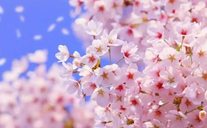 武汉黄塘湖公园樱花3月开了吗