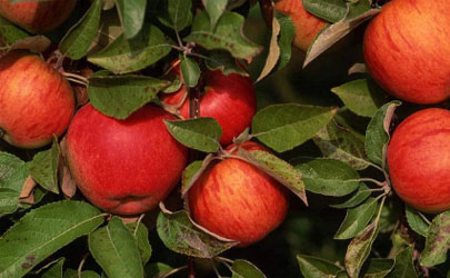 倒春寒后苹果应该如何养植
