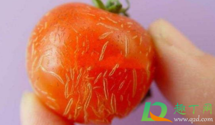 西红柿|西红柿为什么会发生裂果现象呢