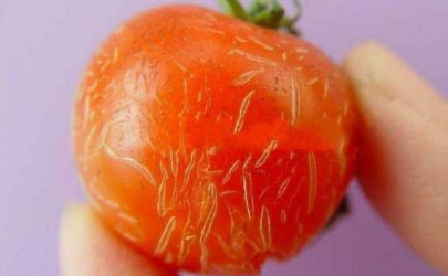 西红柿为什么会发生裂果现象呢