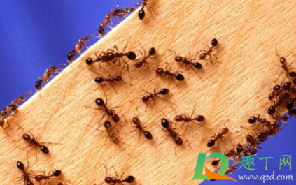 红火蚁咬人有毒吗2