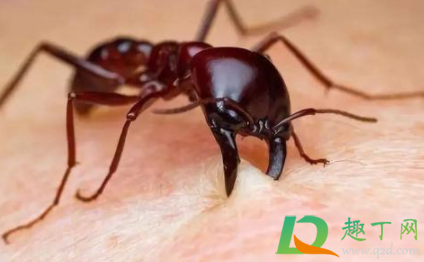 红火蚁咬人有毒吗3