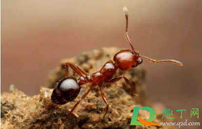 红火蚁可以踩死吗2