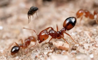 红火蚁可以踩死吗