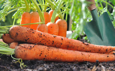 胡萝卜想高产怎么养植