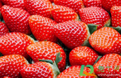 奶油草莓|奶油草莓怎么挑选