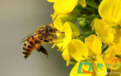 蜂蜜能治花粉过敏吗1