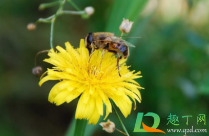 蜂蜜能治花粉过敏吗3