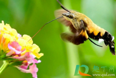 蜂蜜能治花粉过敏吗4