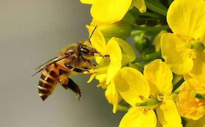 蜂蜜能治花粉过敏吗