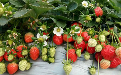 草莓苗要种植多深