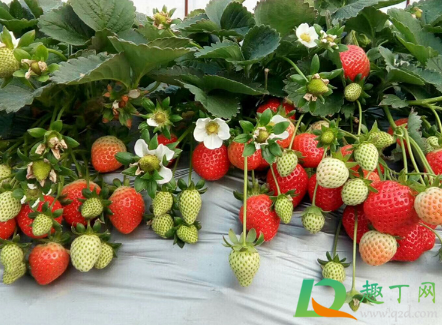 草莓苗要种植多深1