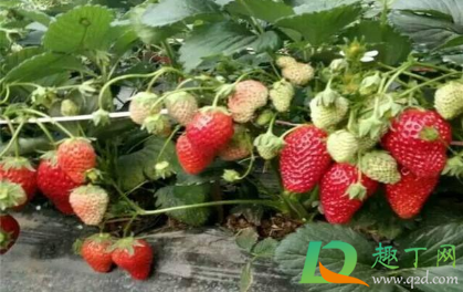 草莓苗要种植多深3