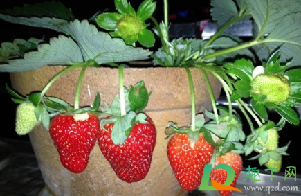 芒种后能种草莓吗3