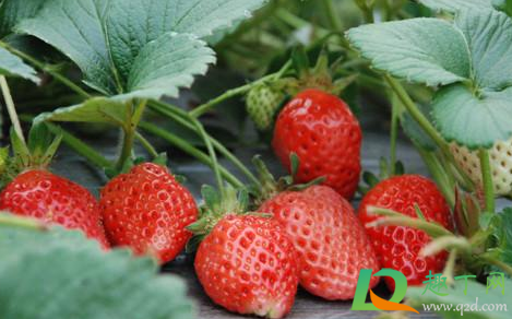 草莓|草莓西瓜可以轮作吗