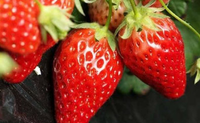 芒种后能种草莓吗