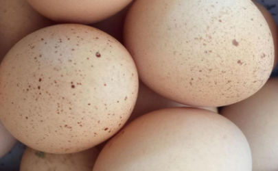 蛋壳轻微发霉的鸡蛋能吃吗
