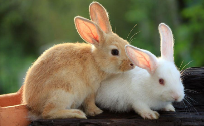 兔子拔毛是不是要生了