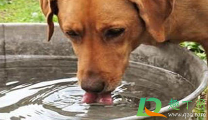 狗狗什么病会引起大量喝水1