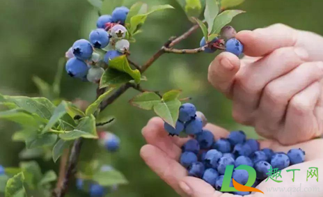 蓝莓是夏天应季水果吗3